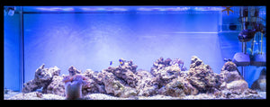 Southern California's leading saltwater service/maintenance company. We specialize in at home or business maintenance for saltwater fish tanks. Get a free quote today on how we can provide you with the best aquarium maintenance for your fish tank.   