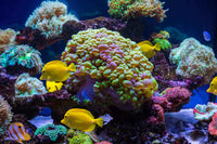 Southern California's leading saltwater service/maintenance company. We specialize in at home or business maintenance for saltwater fish tanks. Get a free quote today on how we can provide you with the best aquarium maintenance for your fish tank.   