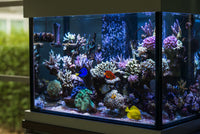 Southern California's leading saltwater service/maintenance company. We specialize in at home or business maintenance for saltwater fish tanks. Get a free quote today on how we can provide you with the best aquarium maintenance for your fish tank.   