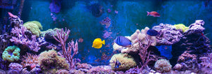 Southern California's leading saltwater service/maintenance company. We specialize in at home or business maintenance for saltwater fish tanks. Get a free quote today on how we can provide you with the best aquarium maintenance for your fish tank.   